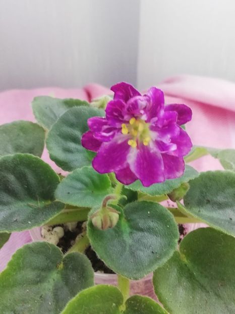 28 mar - AV V Krayu Edinorogov