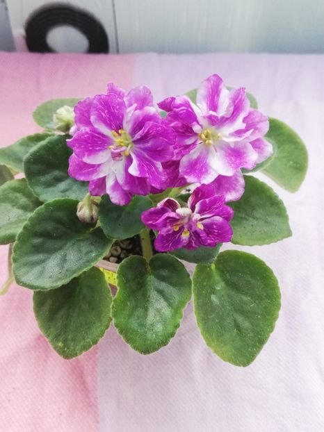 7 apr - AV V Krayu Edinorogov