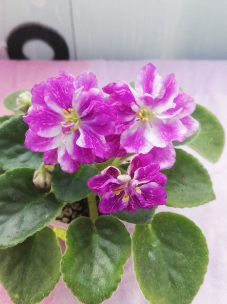 7 apr - AV V Krayu Edinorogov