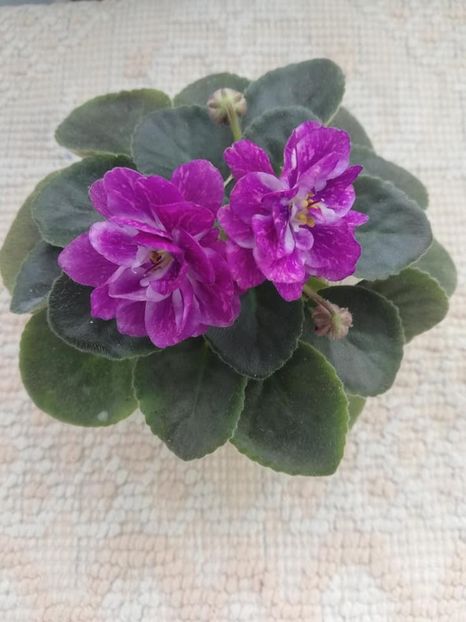 9 mar - AV V Krayu Edinorogov