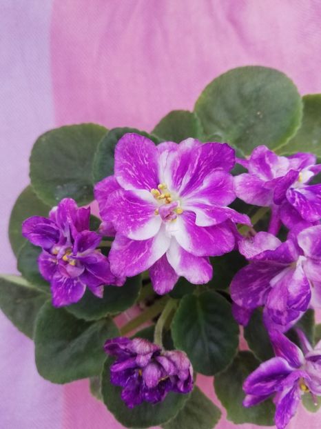 12 apr - AV V Krayu Edinorogov