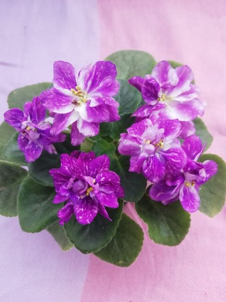 15 apr - AV V Krayu Edinorogov