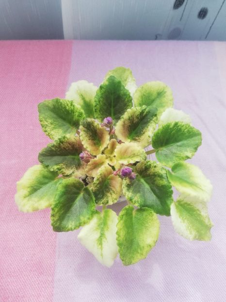 19 apr - AV Fantaserka