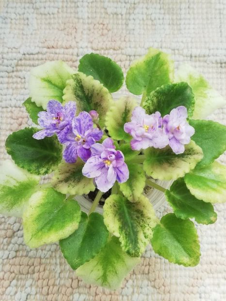 23 mai - AV Fantaserka