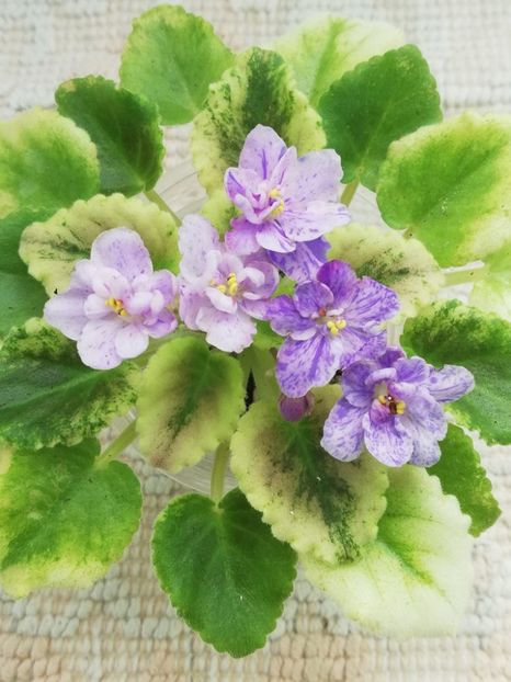 23 mai - AV Fantaserka