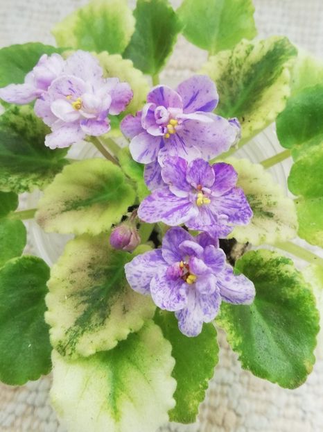 23 mai - AV Fantaserka