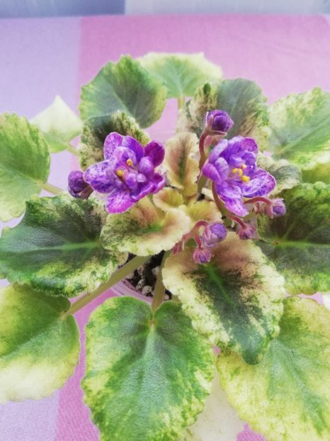 26 apr - AV Fantaserka