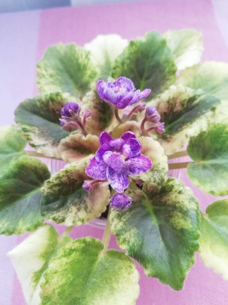 26 apr - AV Fantaserka