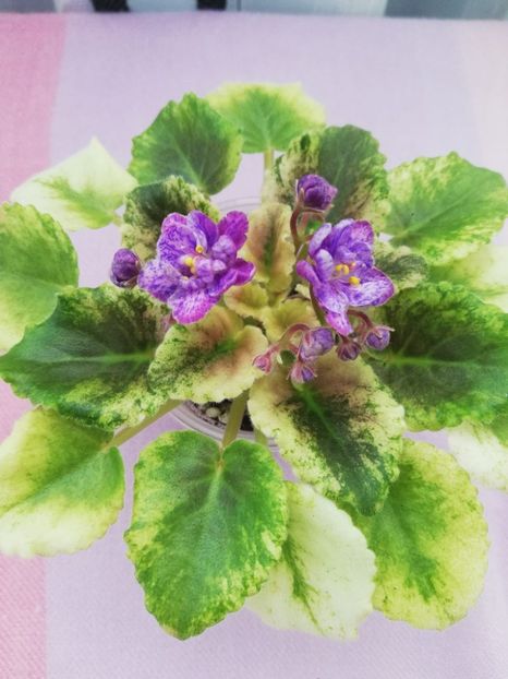 27 apr - AV Fantaserka