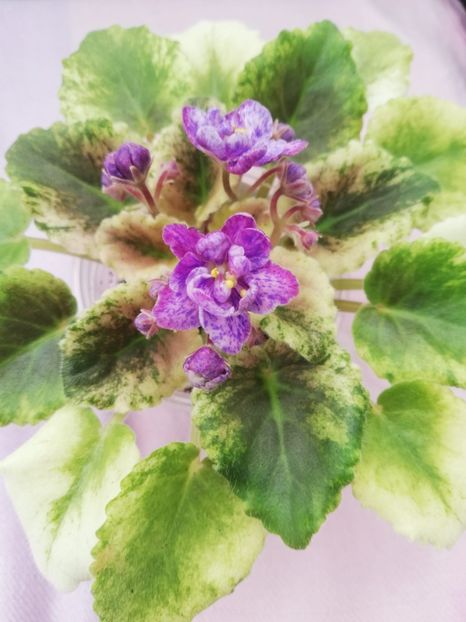 27 apr - AV Fantaserka