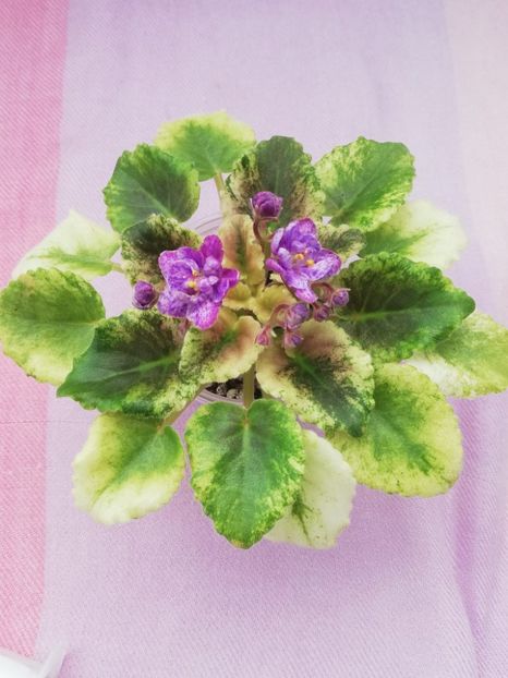 27 apr - AV Fantaserka