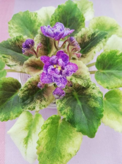 27 apr - AV Fantaserka