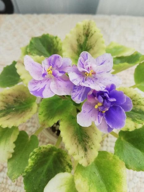 30 mai - AV Fantaserka