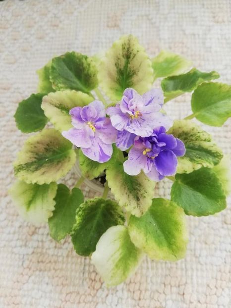 30 mai - AV Fantaserka