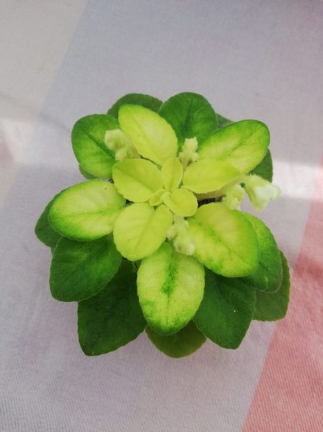 6 mai - NK Prominchik