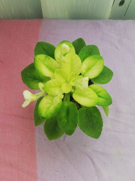 11 mai - NK Prominchik