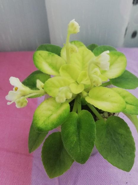 11 mai - NK Prominchik