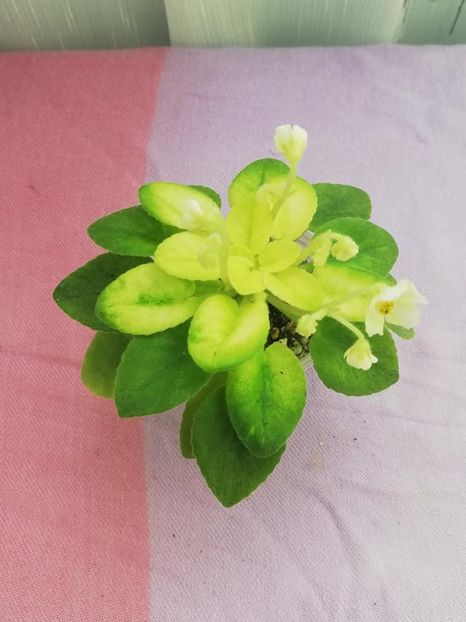 11 mai - NK Prominchik