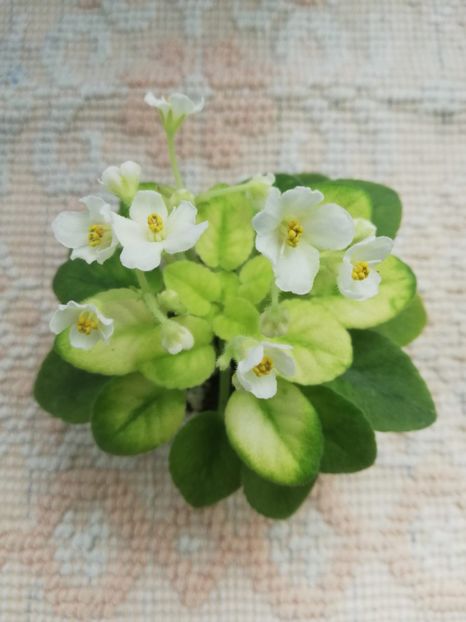 23 mai - NK Prominchik