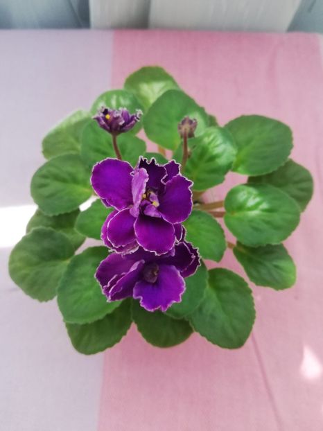 6 mai - Mac s Shining Shadow