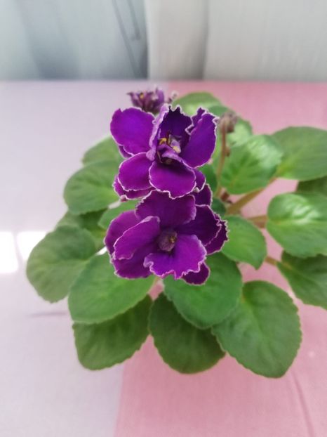 6 mai - Mac s Shining Shadow