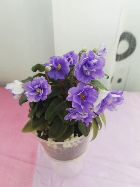 11 mai - LE Buketik Origamy