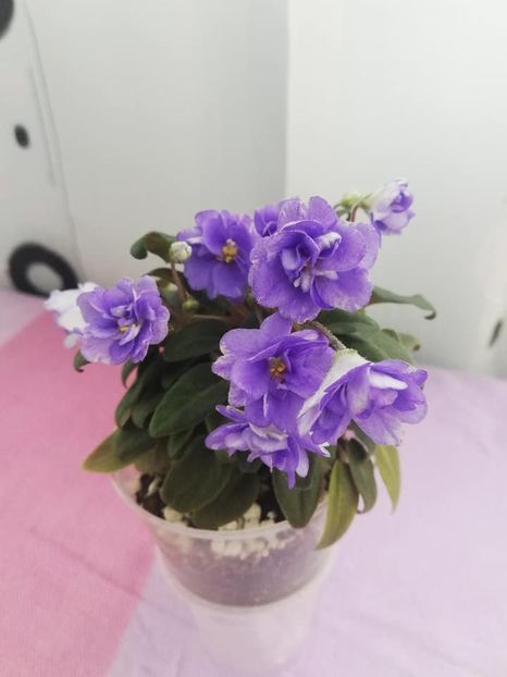 11 mai - LE Buketik Origamy