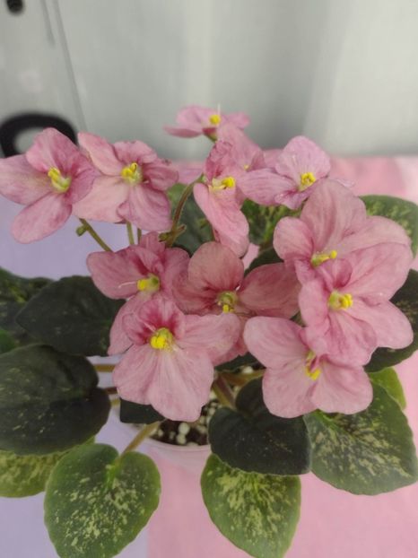 31 ian - Mac s Freckled Faced Redhead