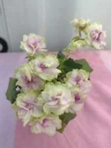 31 ian - Morgan s Driffters Rose