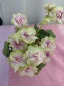 31 ian - Morgan s Driffters Rose