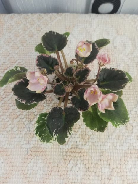 16 mar - AV Vechnostj