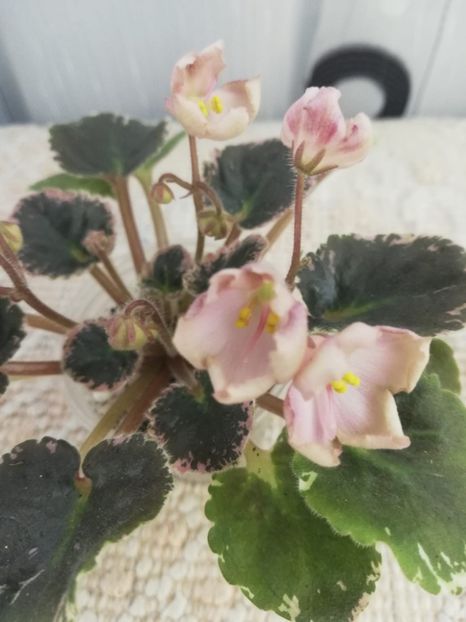 16 mar - AV Vechnostj