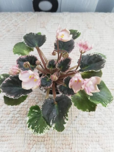 18 mar - AV Vechnostj