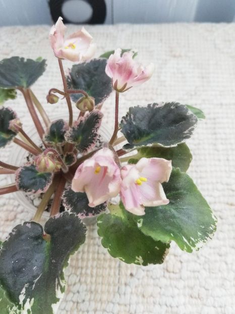 18 mar - AV Vechnostj