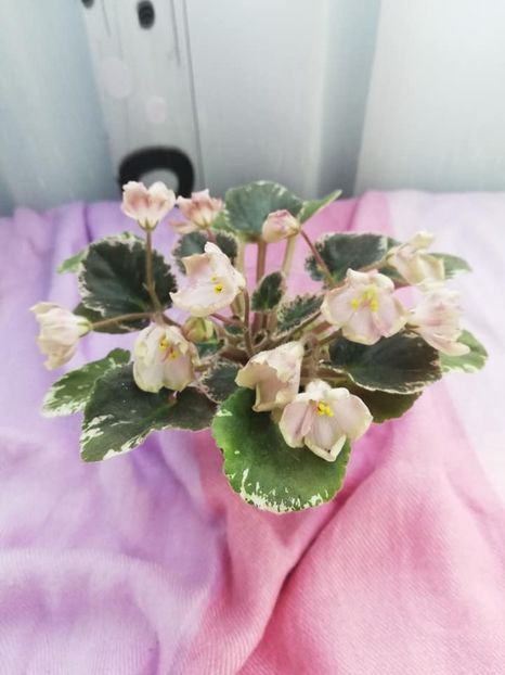 28 mar - AV Vechnostj