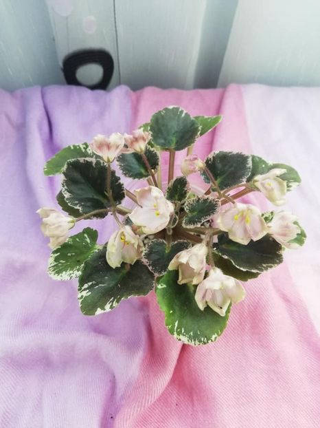 28 mar - AV Vechnostj