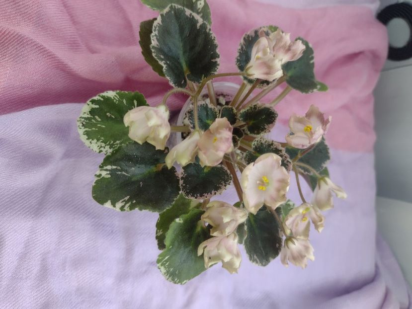 31 mar - AV Vechnostj