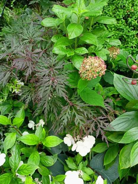 Firecracker - Arțari