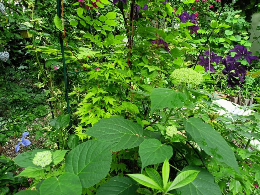 Orange Dream - Arțari