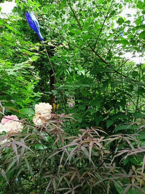 Hubbs Red Willow - Arțari