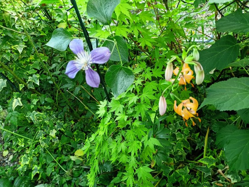 Orange Dream - Arțari