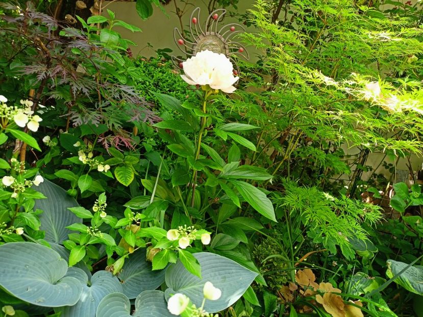 Firecracker și Seiryu - Arțari