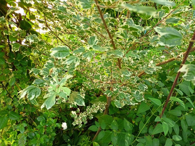 Acer campestre Carnival - Arțari