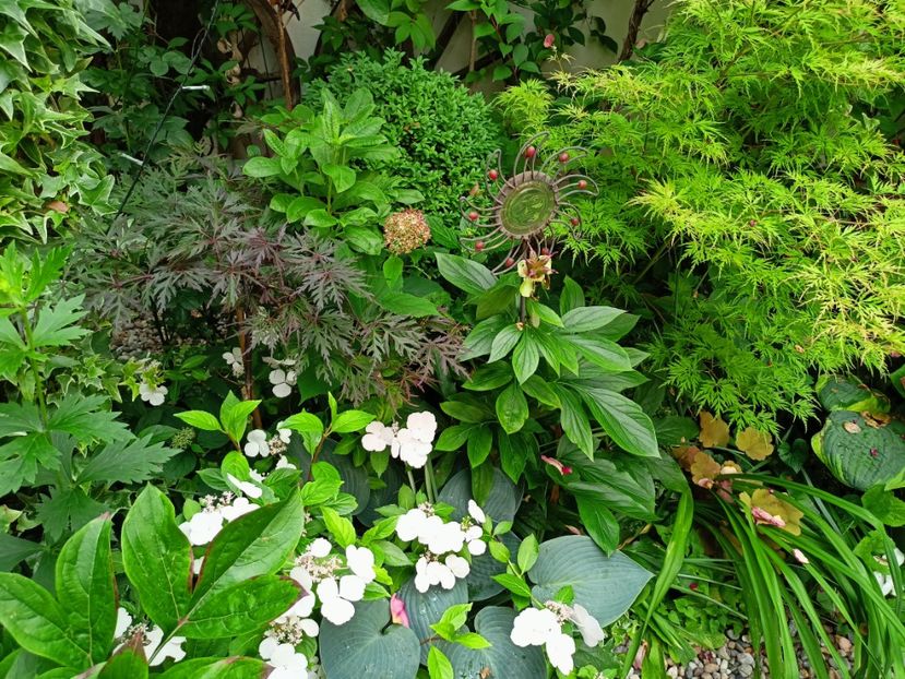 Firecracker și Seiryu - Arțari