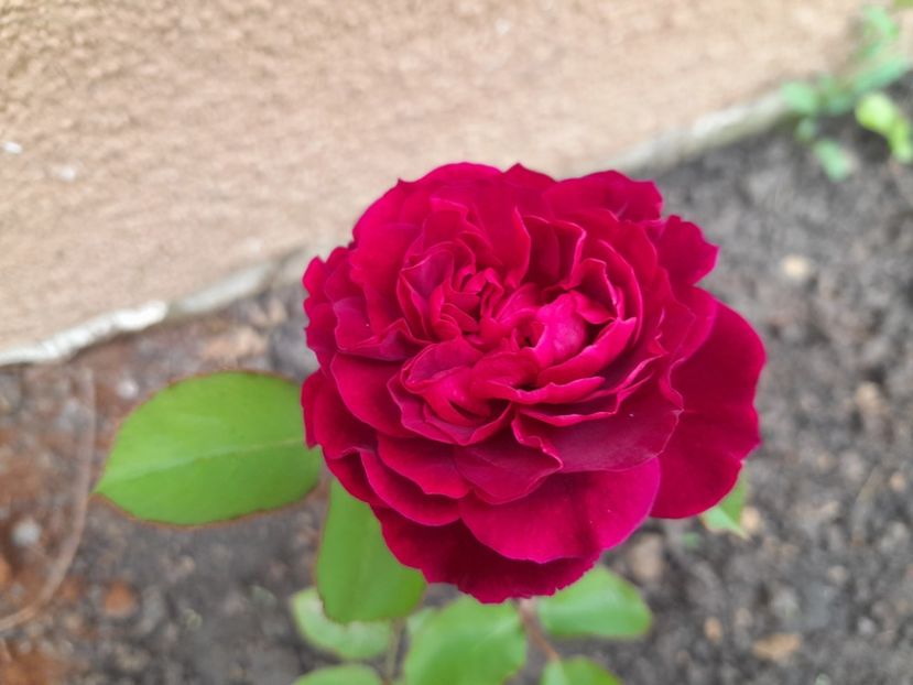 Tradescant - Primul bobocel și prima floricică mult așteptată