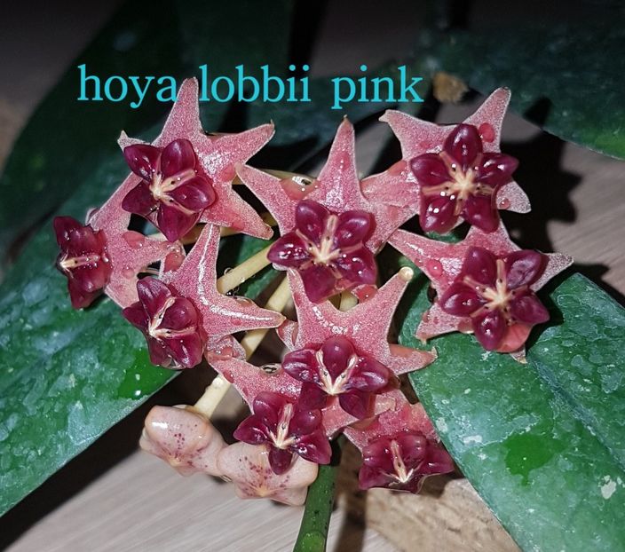  - 0 hoya infloriri in grup