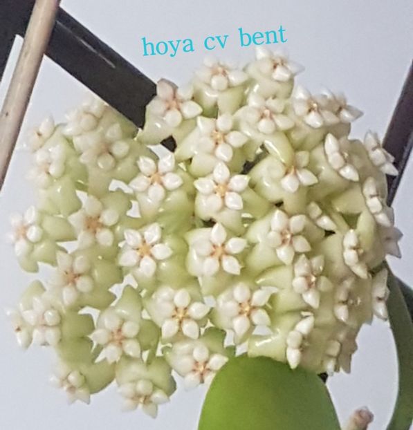  - 0 hoya infloriri in grup