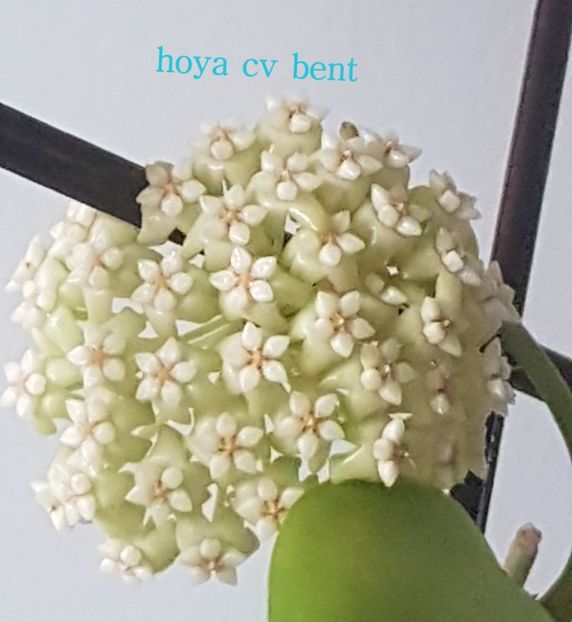  - 0 hoya infloriri in grup