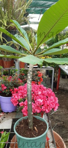  - 2024 - Planta Plumeria Frangipani Rubra