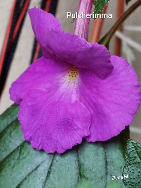  - 2023 - Achimenes